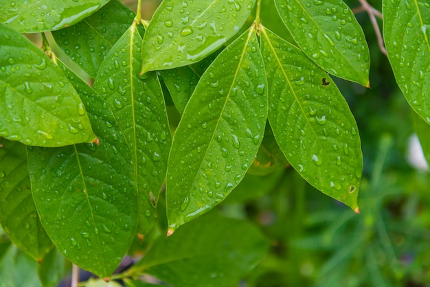 Groene bladeren achtergrond