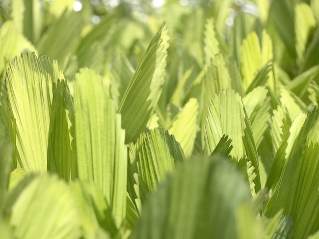 Groene bladeren achtergrond