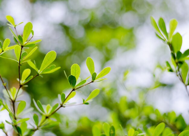 Groene bladeren achtergrond