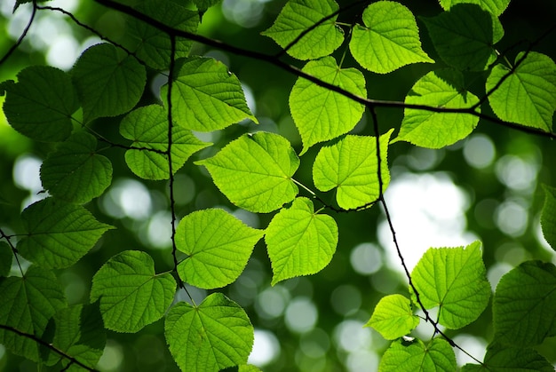 Groene bladeren achtergrond