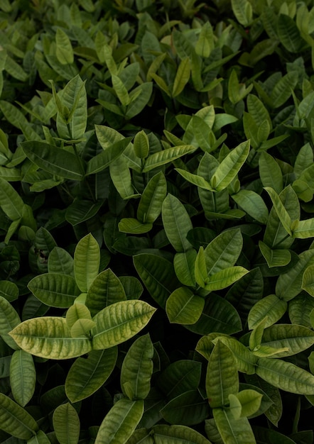 Groene bladeren achtergronddonker groene kleur afgezwakt