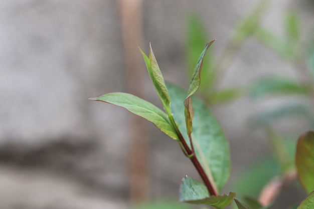 groene bladeren als achtergrond jonge groene bladeren in het voorjaar