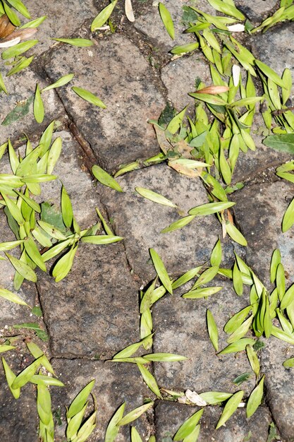 Groene bladeren als achtergrond van de natuur