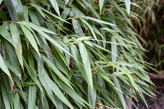 Groene bladeren bamboe bladeren close-up