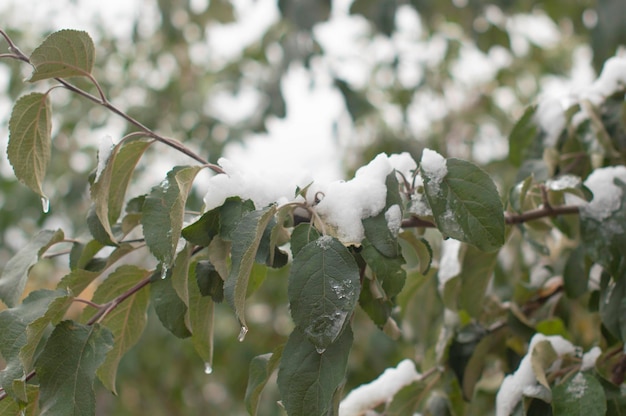 Groene bladeren bestrooid met sneeuw Planten bedekt met sneeuwvorst