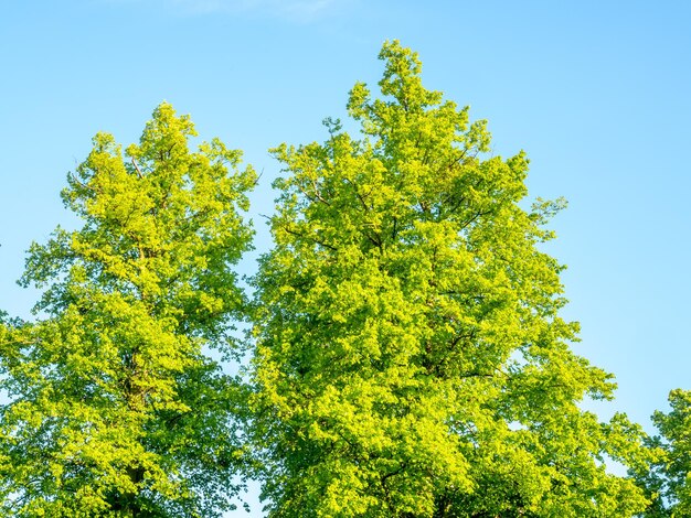 Groene bladeren boom