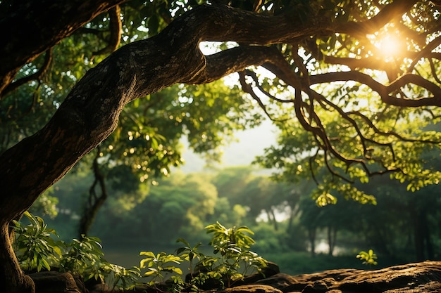 Groene bladeren boomtak met zon schijnt door boomkronen in het bos op een heldere dag
