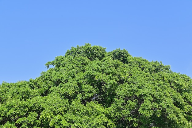 Groene bladeren boomtop