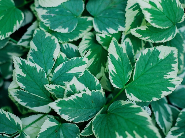 Groene bladeren close-up Bladeren met een patroon van verschillende tintenTextuur en natuurlijke achtergrond