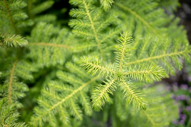 Groene bladeren, close-up scheuten