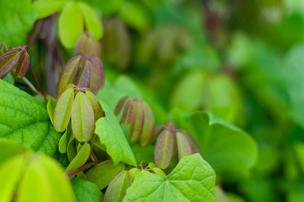 Groene bladeren close-up textuur met ongericht achtergrond Natuurlijke achtergrond en behang