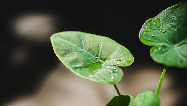 Groene bladeren close-up van colocasia gigentea bonte