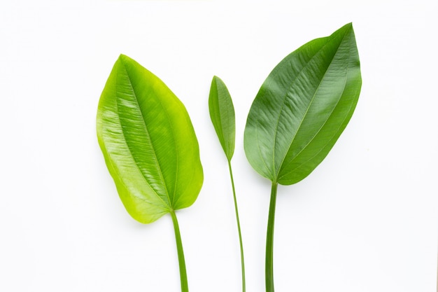 Groene bladeren, de modderbaby van Texas, Echinodorus-cordifoliusbladeren op wit worden geïsoleerd dat