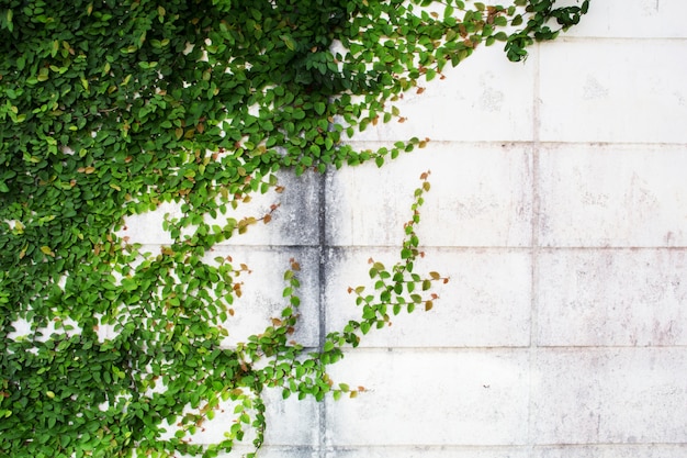 Groene bladeren die op de concrete muur beklimmen.