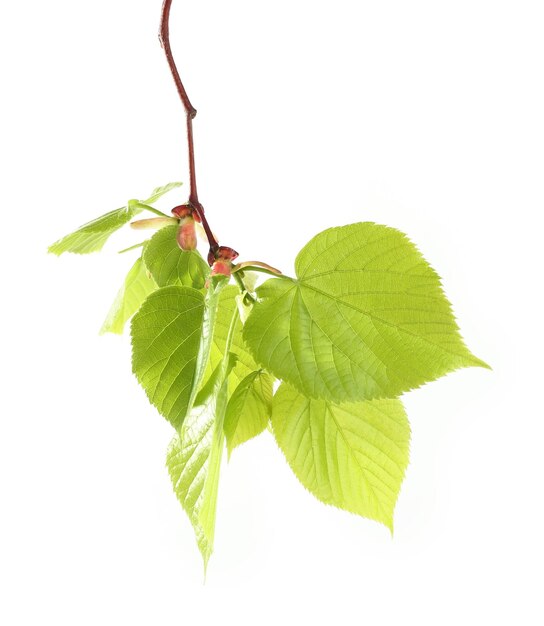 Groene bladeren die op wit worden geïsoleerd