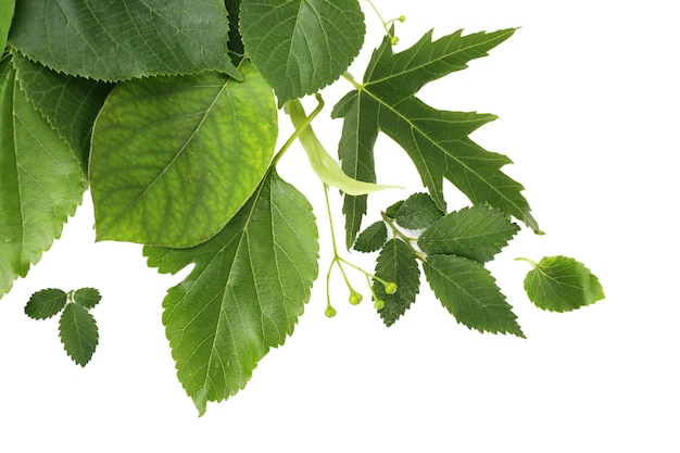 Groene bladeren die op wit worden geïsoleerd