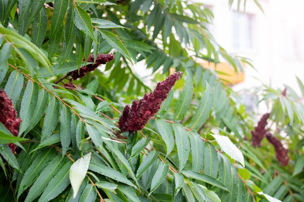 Groene bladeren en bloem op boomtak