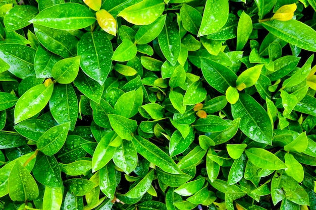 Groene bladeren en druppel na het regenen