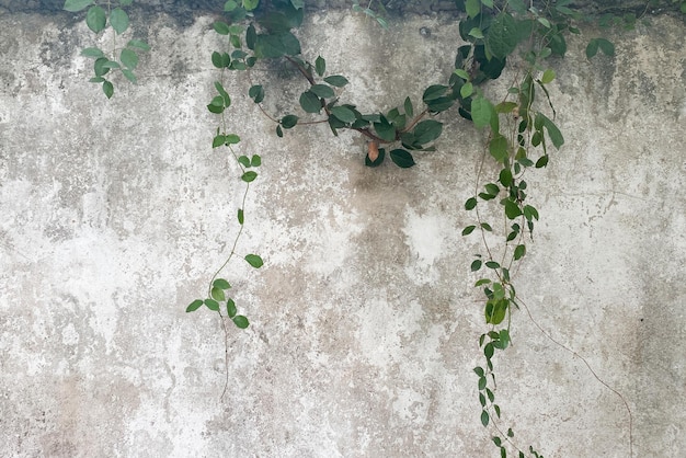 Groene bladeren en grunge betonnen muur achtergrond en textuur