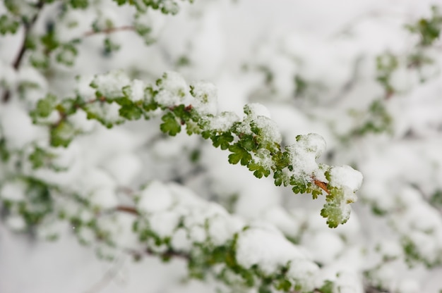 Groene bladeren en sneeuw