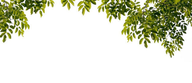 Groene bladeren en takken geïsoleerd op een witte achtergrond