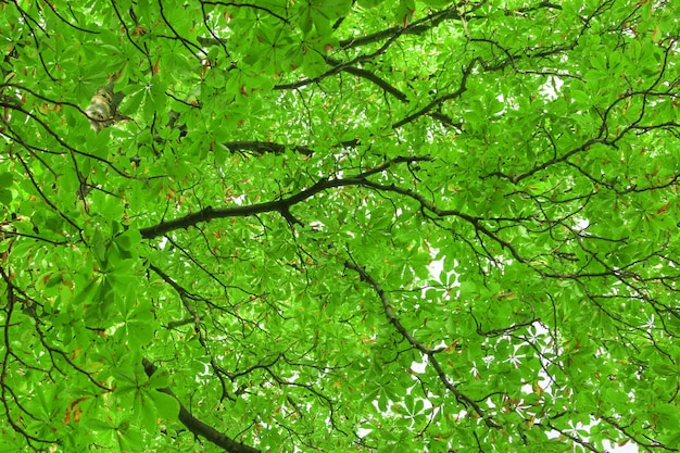 Groene bladeren en takken van de kastanjetextuur