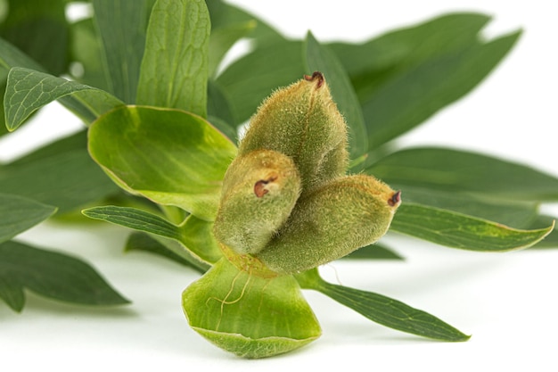 Groene bladeren en zaden van peony bloem geïsoleerd op een witte achtergrond