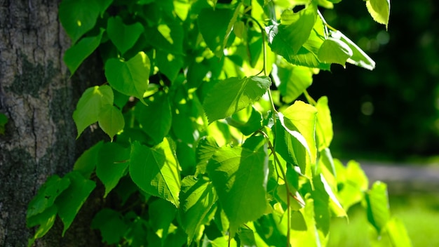 Groene bladeren en zon in het voorjaar schudden van de wind