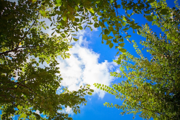 Groene bladeren en zon