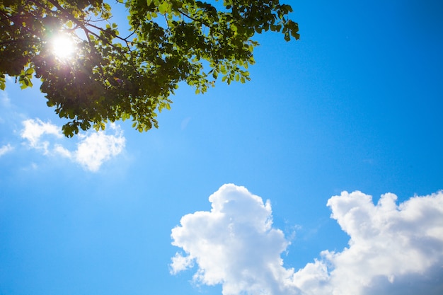 Foto groene bladeren en zon