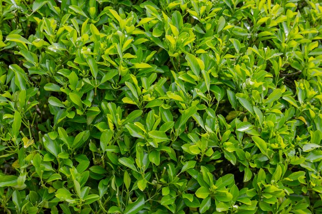 Groene bladeren euonymus japonicus microphyllus zomer natuurlijke achtergrond van celstraceae bladeren