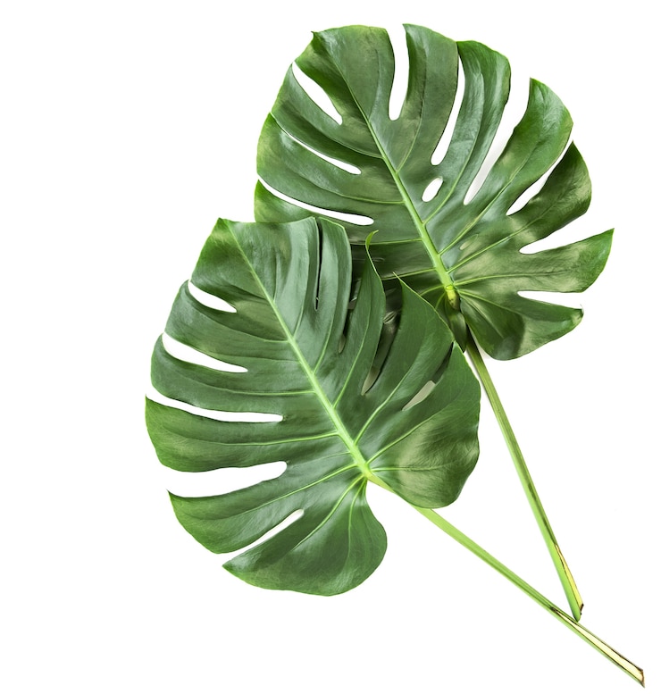 Foto groene bladeren exotische plant monstera