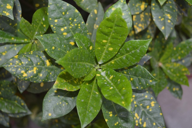 Groene bladeren foto