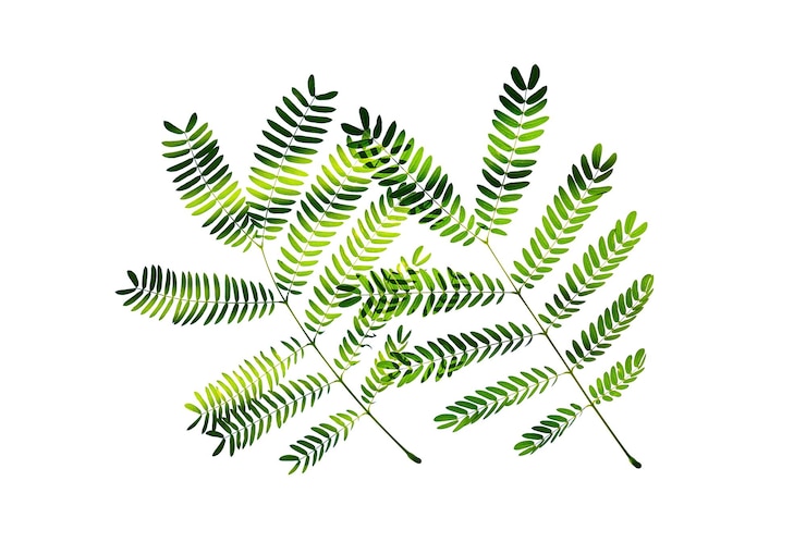 Foto groene bladeren geïsoleerd op witte achtergrond