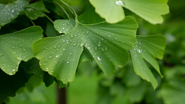 Groene bladeren gingko biloba voor achtergrond en texturen.