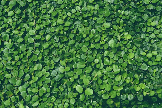 Groene bladeren groeien op de muur