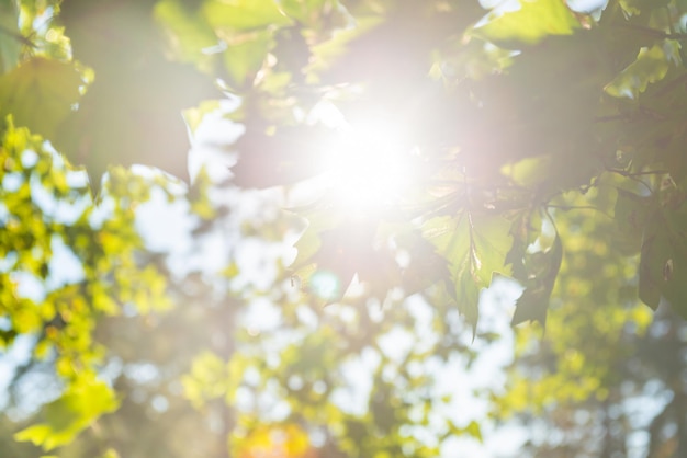 Groene bladeren groene esdoorn en zonlicht