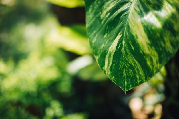 Groene bladeren, groene natuur, bladfoto&#39;s