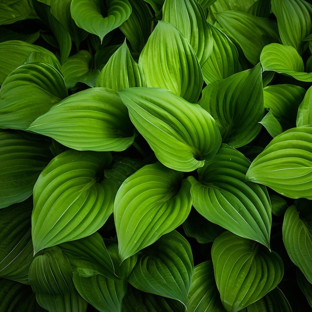 Groene bladeren Hosta plant bush weelderige bladeren tropische tuin