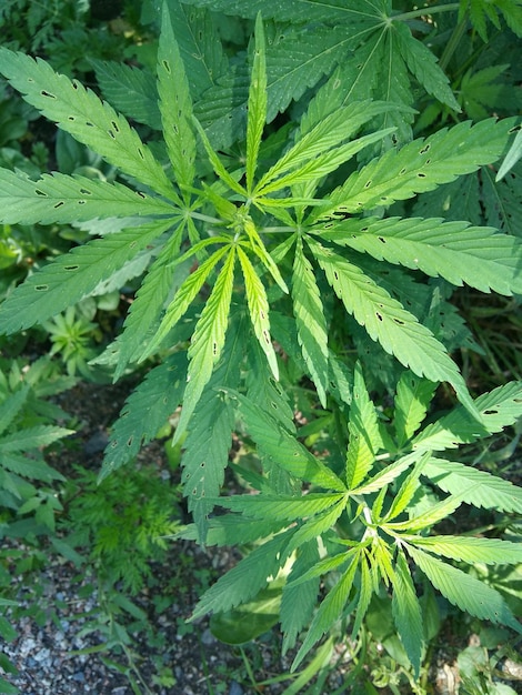 Groene bladeren in close-up vanuit een hoge hoek