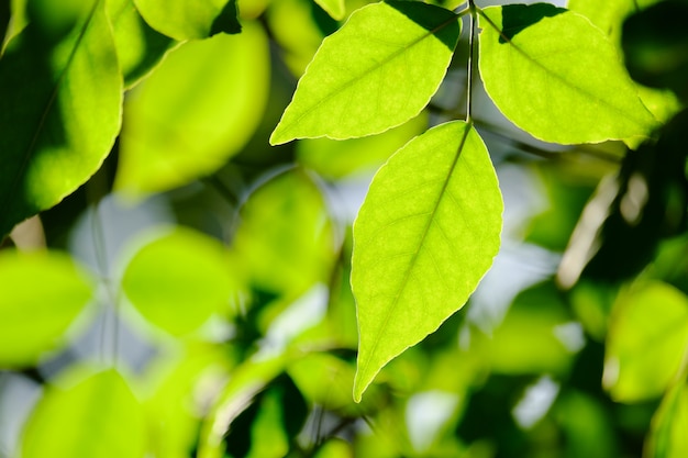 Groene bladeren in de natuur