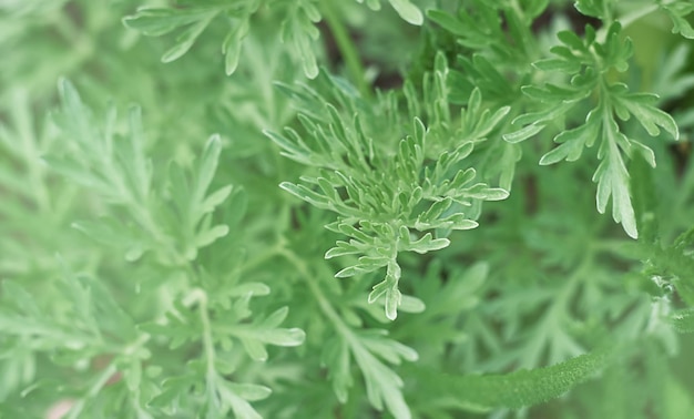 Groene bladeren in de tuin