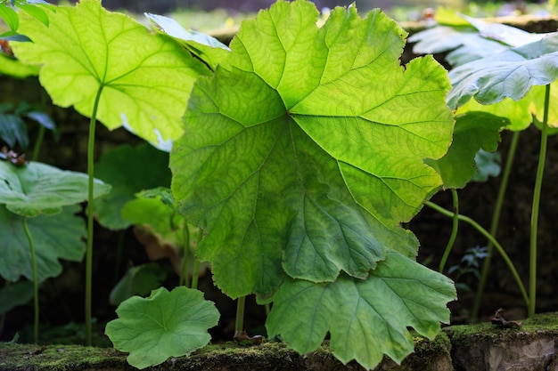 Groene bladeren in de tuin