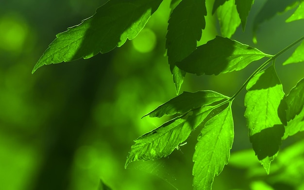 Groene bladeren in een boom