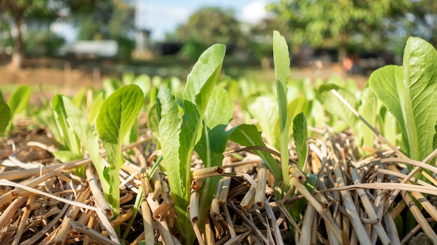 Groene bladeren in een moestuin