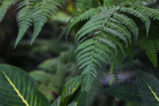 Foto groene bladeren in het regenwoud voor een natuurlijke achtergrond