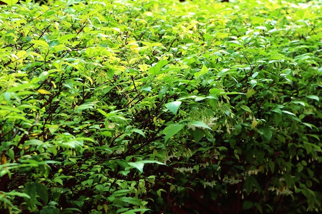 groene bladeren in natuurlijk