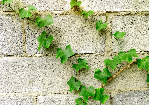 Groene bladeren klimmen de muur op.