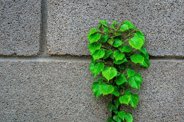 Groene bladeren klimop op betonnen muur