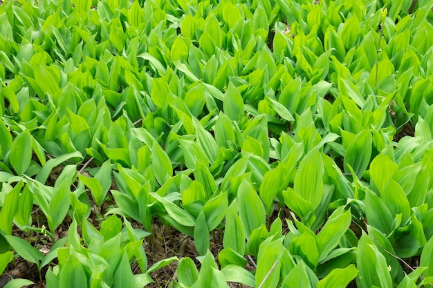 Groene bladeren lelietje-van-dalen Jonge lelietjes-van-dalen in het lentebos